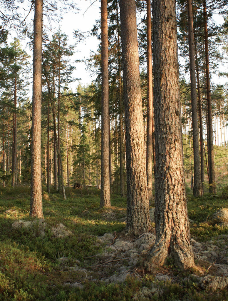 Wie ben jij? vragen de bomen in Zweden